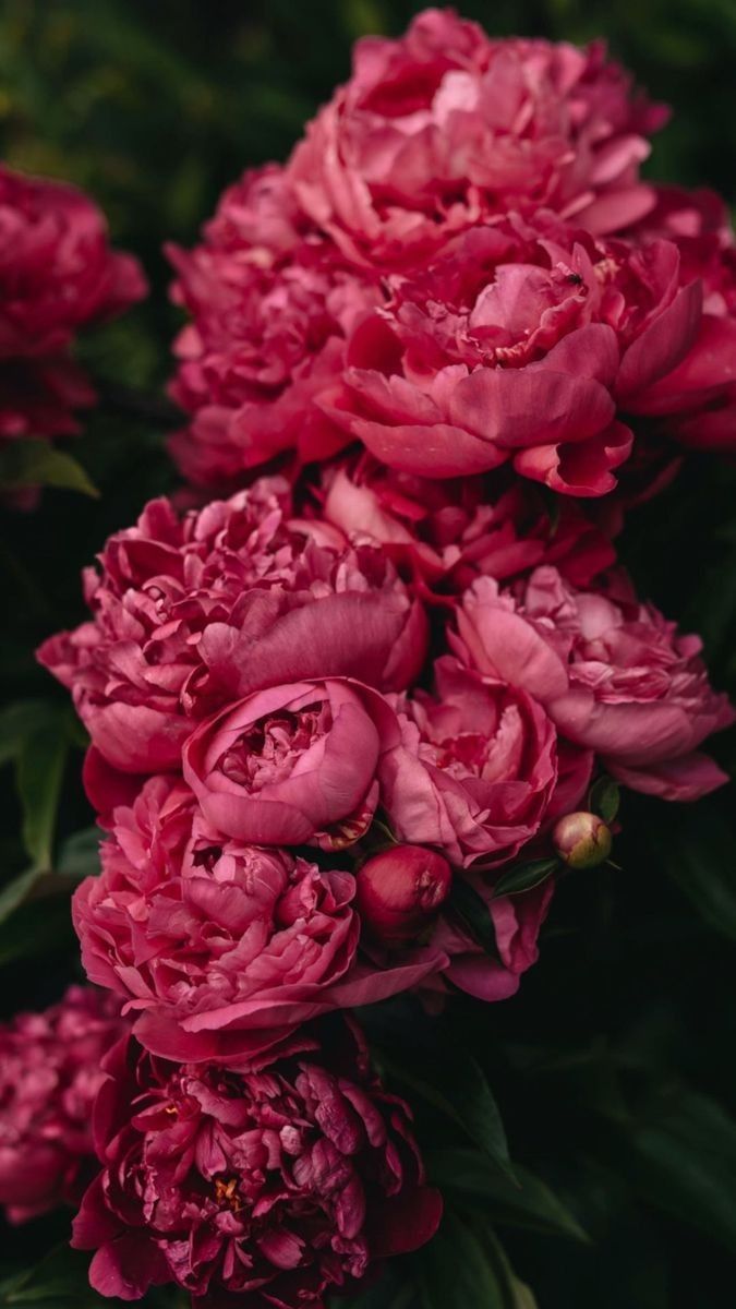 Explore dark peony iphone wallpaper for a stunning look