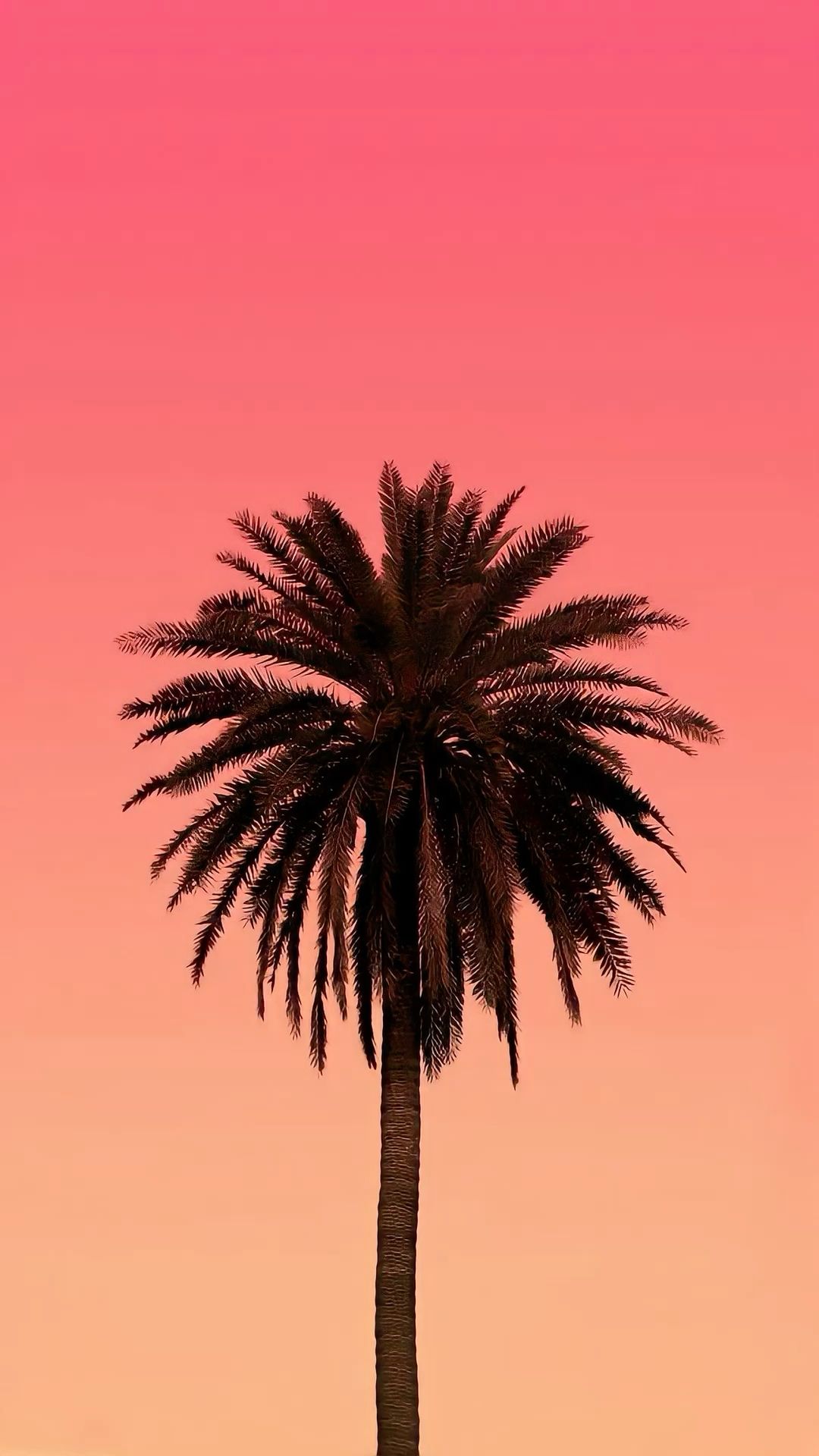 best palm tree iphone wallpaper for summer