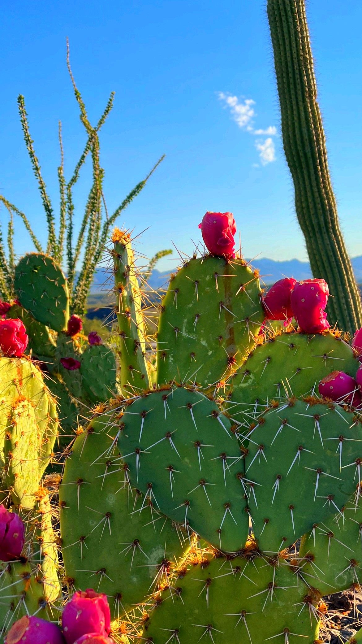 cactus wallpaper iphone 0022