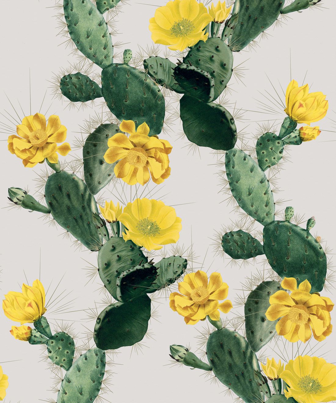 cactus wallpaper iphone 0054