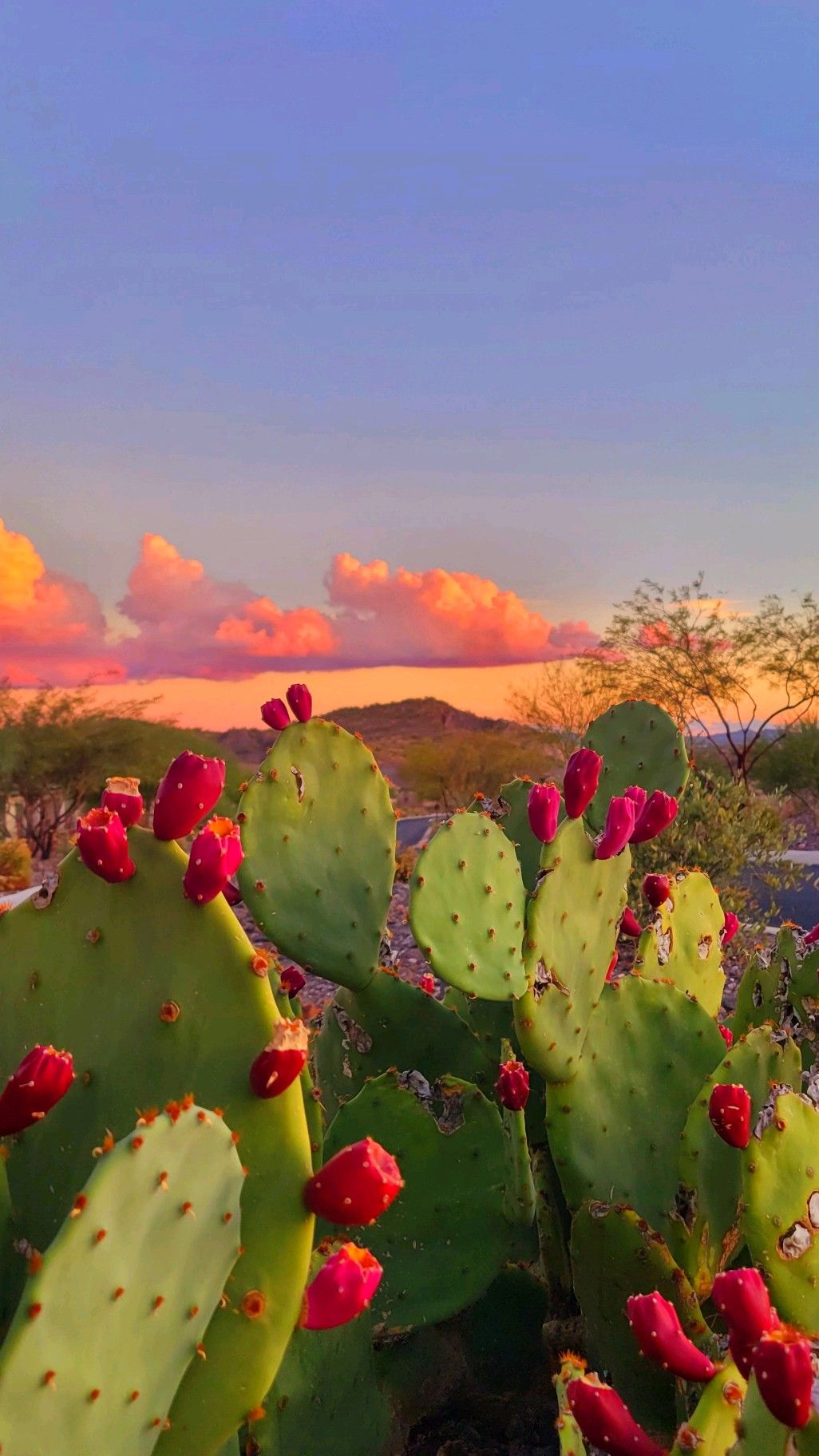 cactus wallpaper iphone 0058