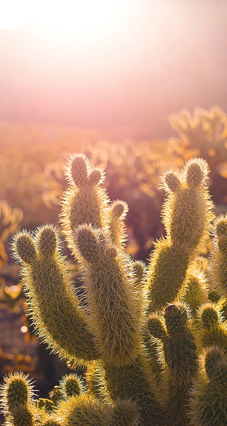 cactus wallpaper iphone 0061