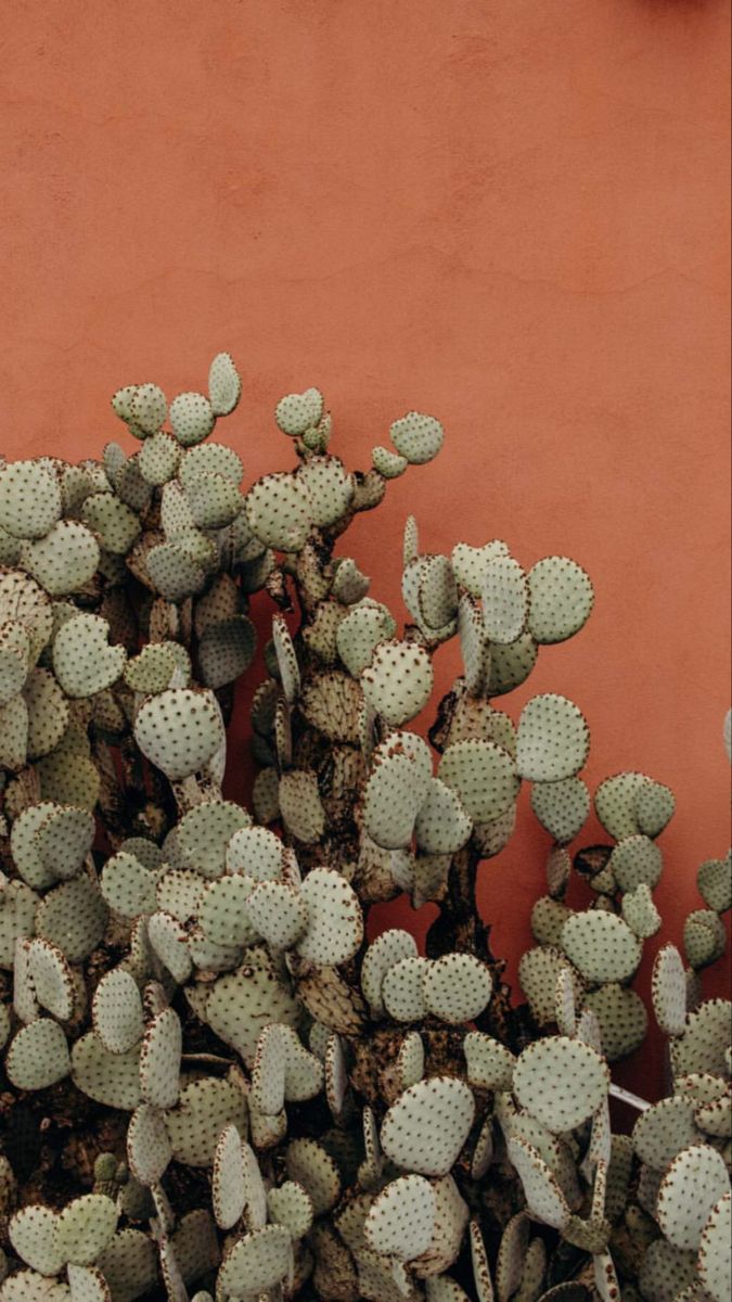 cactus wallpaper iphone 0071