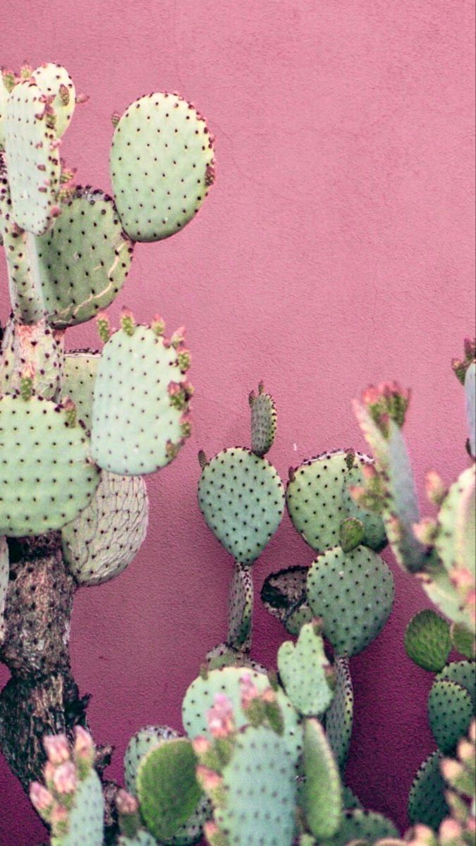 cactus wallpaper iphone 0078