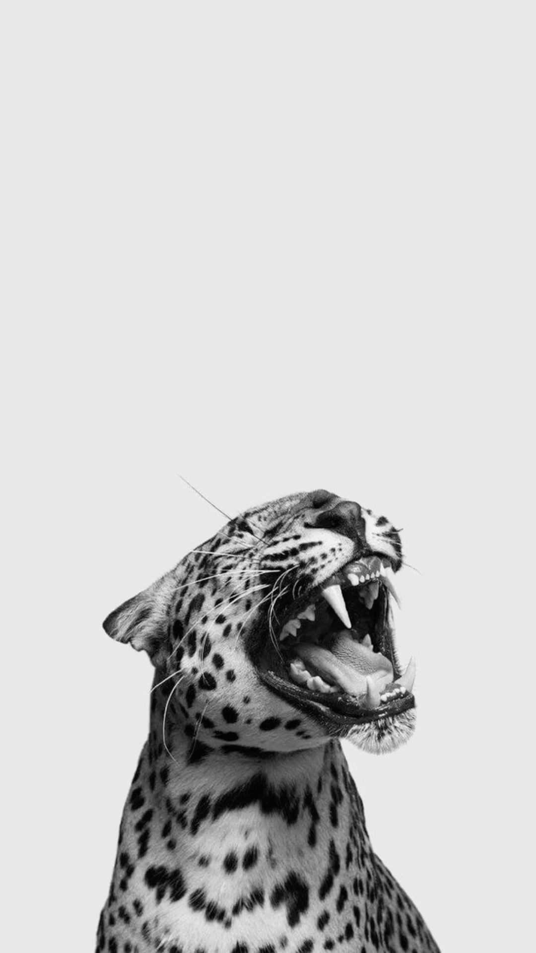 cheetah pattern iphone wallpapers