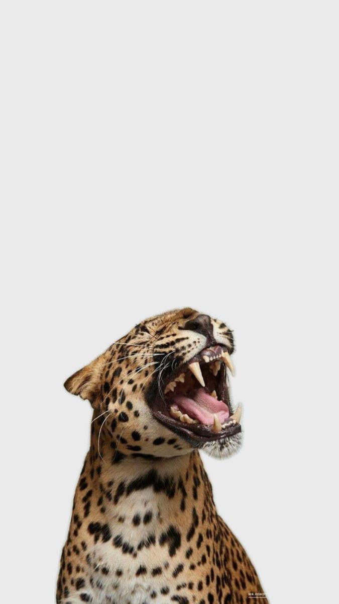 cheetah portrait wallpapers iphone