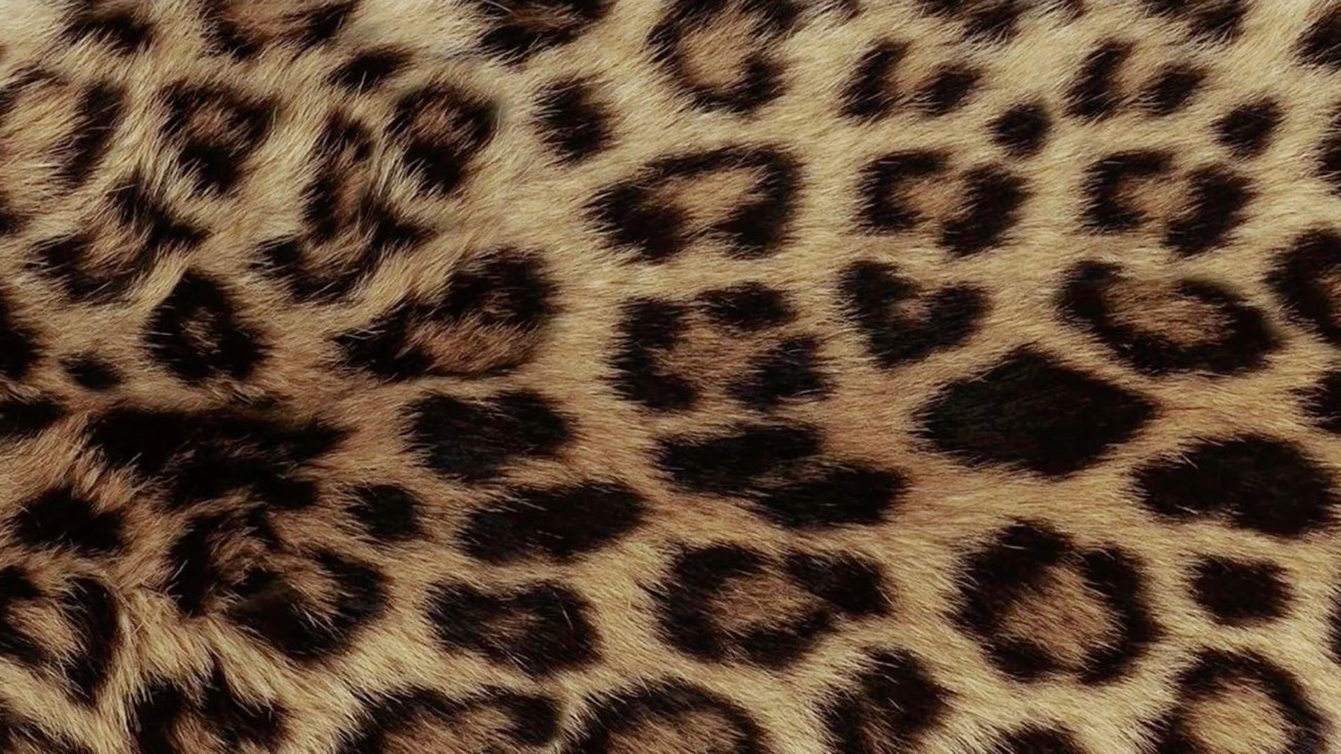 cheetah silhouette wallpaper iphone