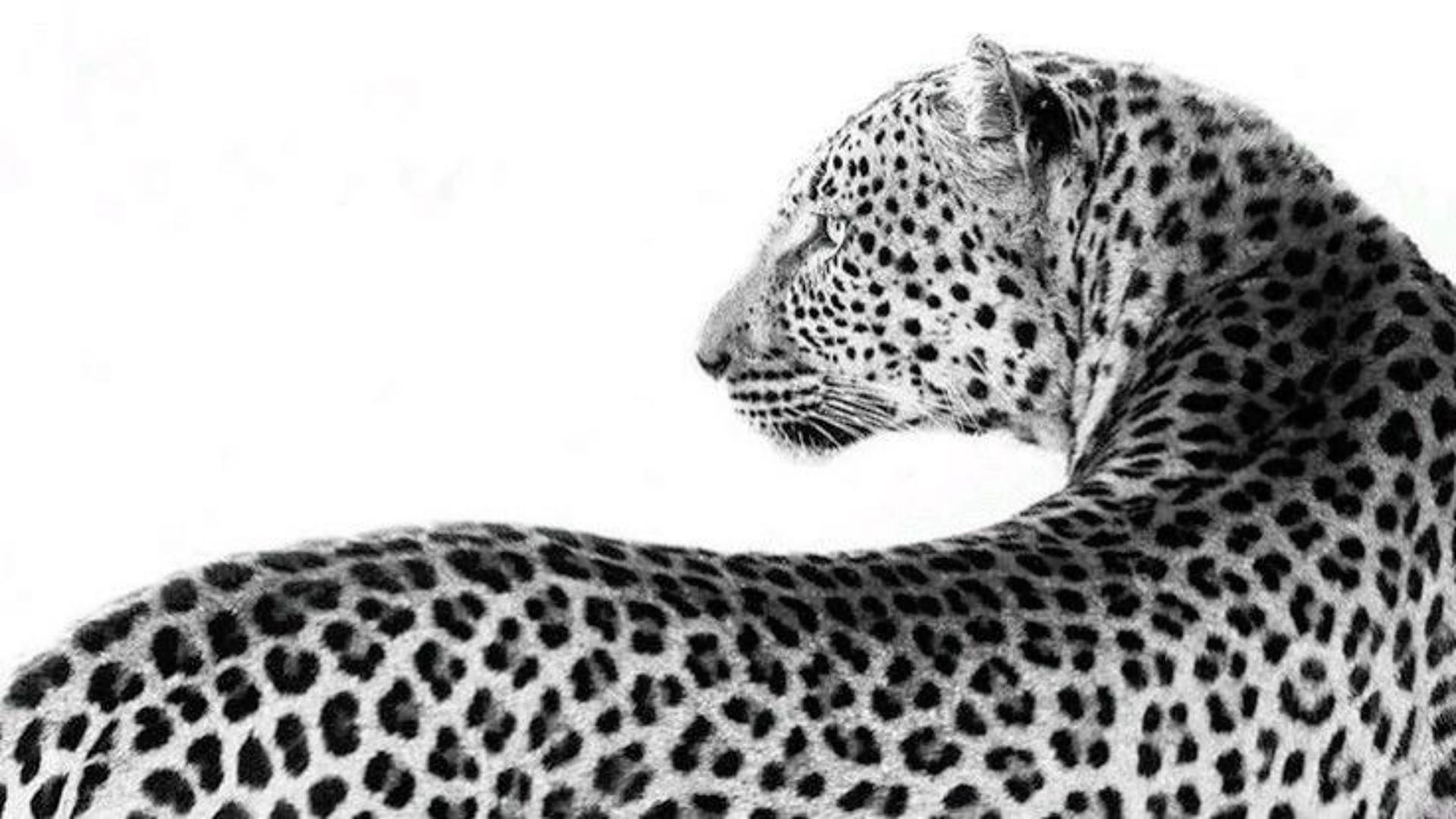 cheetah textured wallpaper for iphone