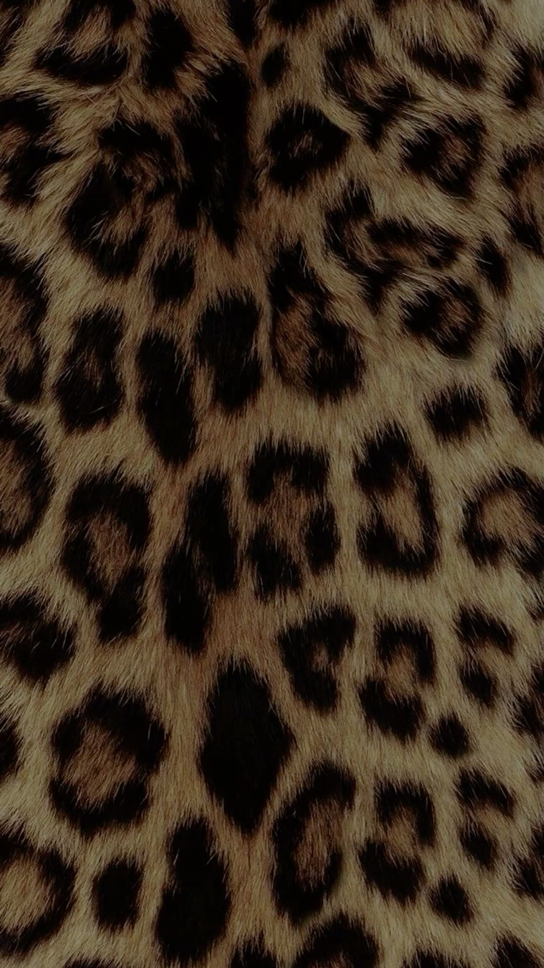 cheetah wallpaper iphone 0028