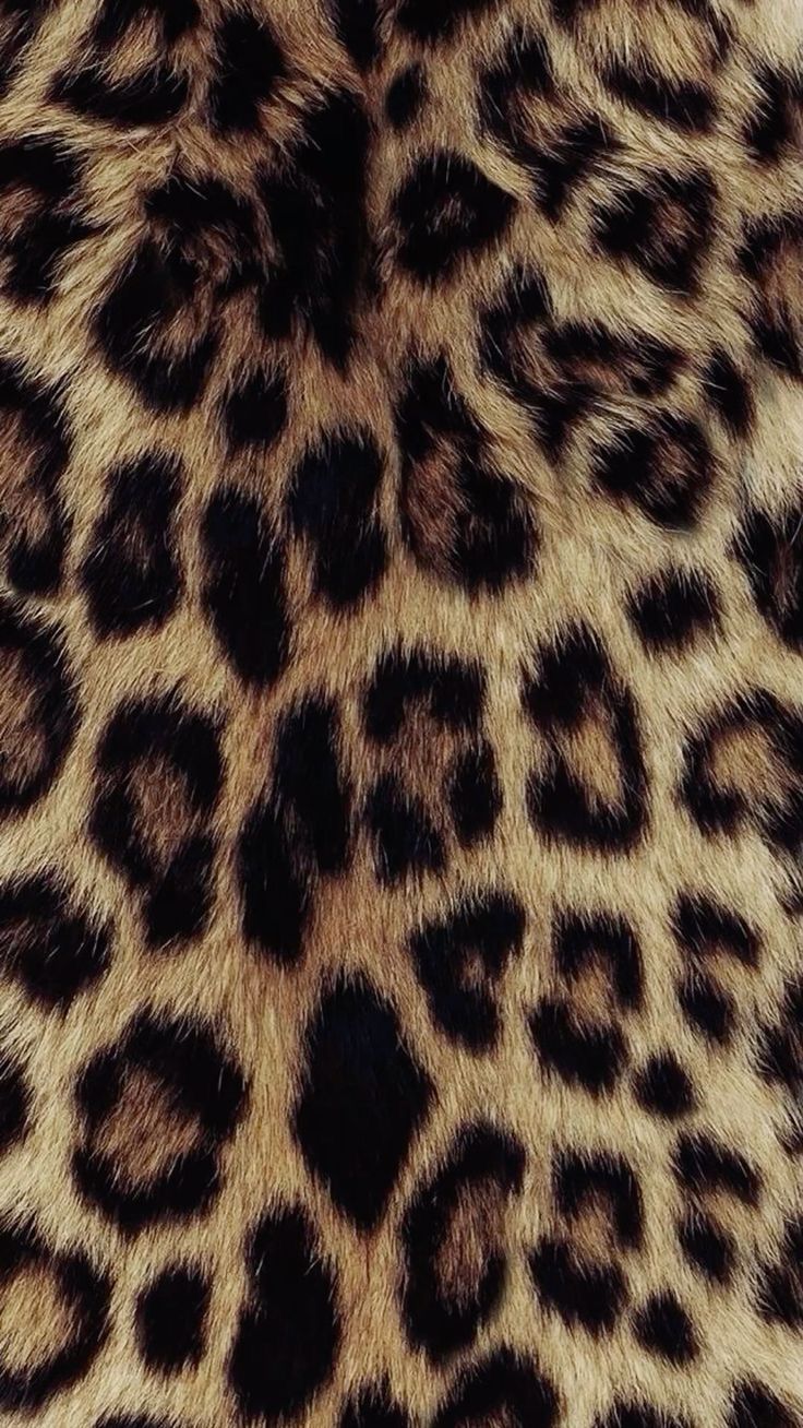 cheetah wallpaper iphone 0029