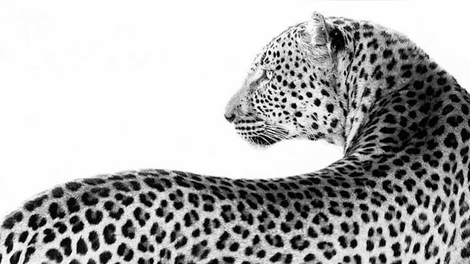 cheetah wallpaper iphone 0030