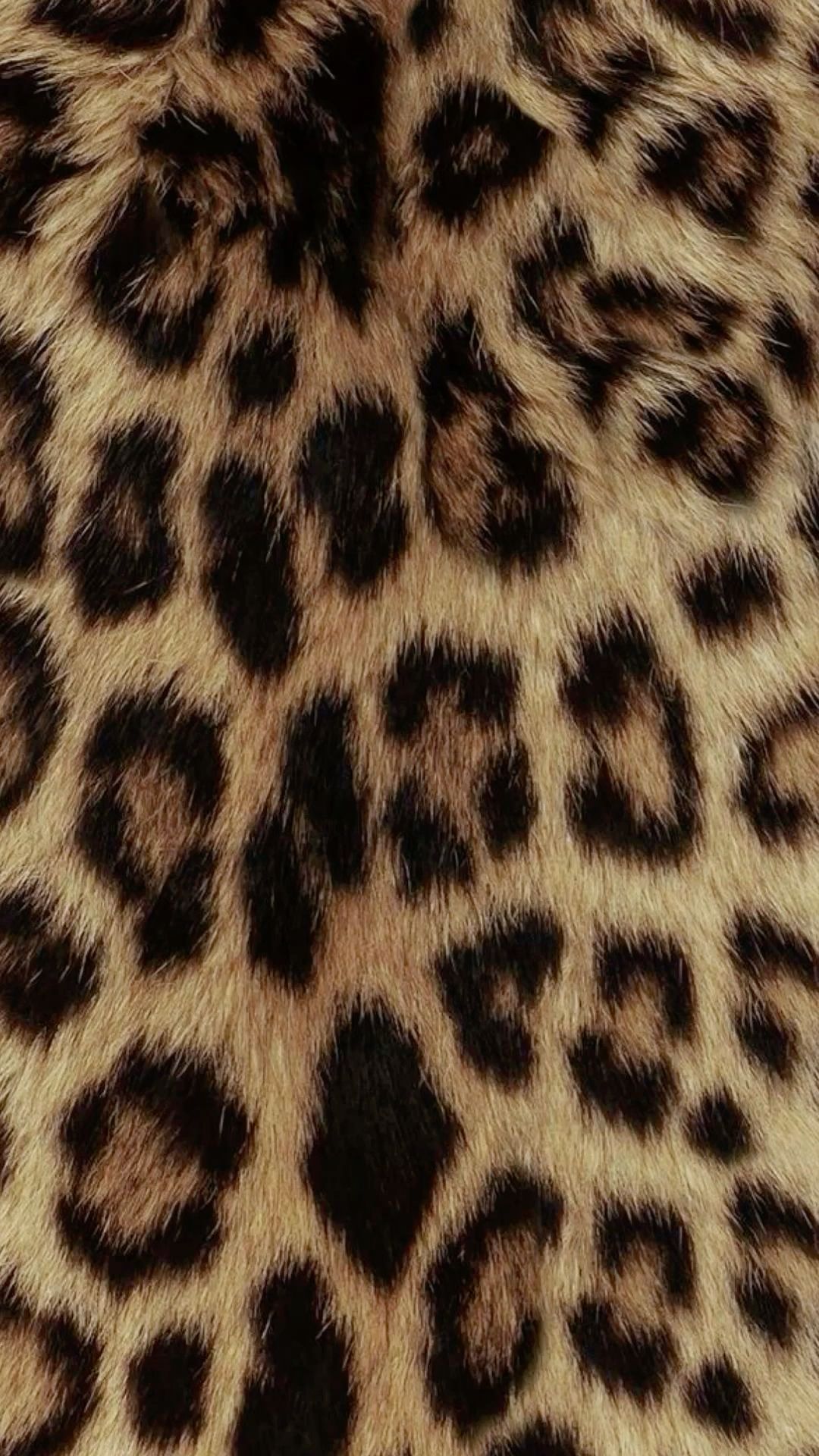 cheetah wallpaper iphone 0031