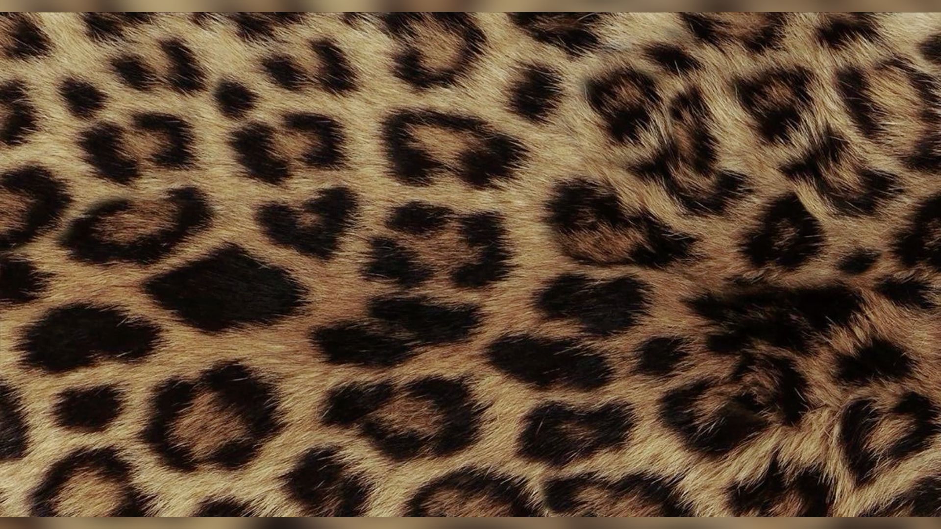 cheetah wallpaper iphone 0037