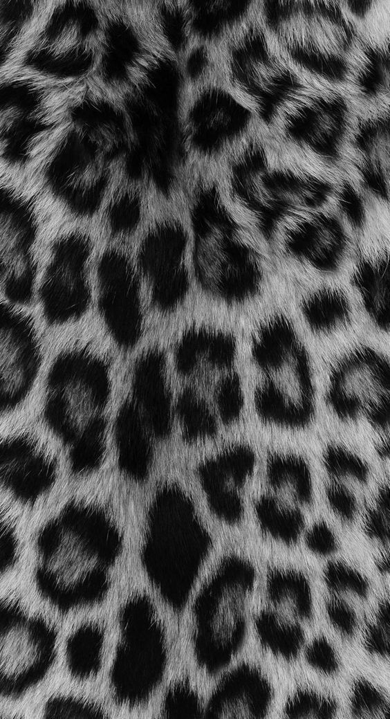 cheetah wallpaper iphone 0038