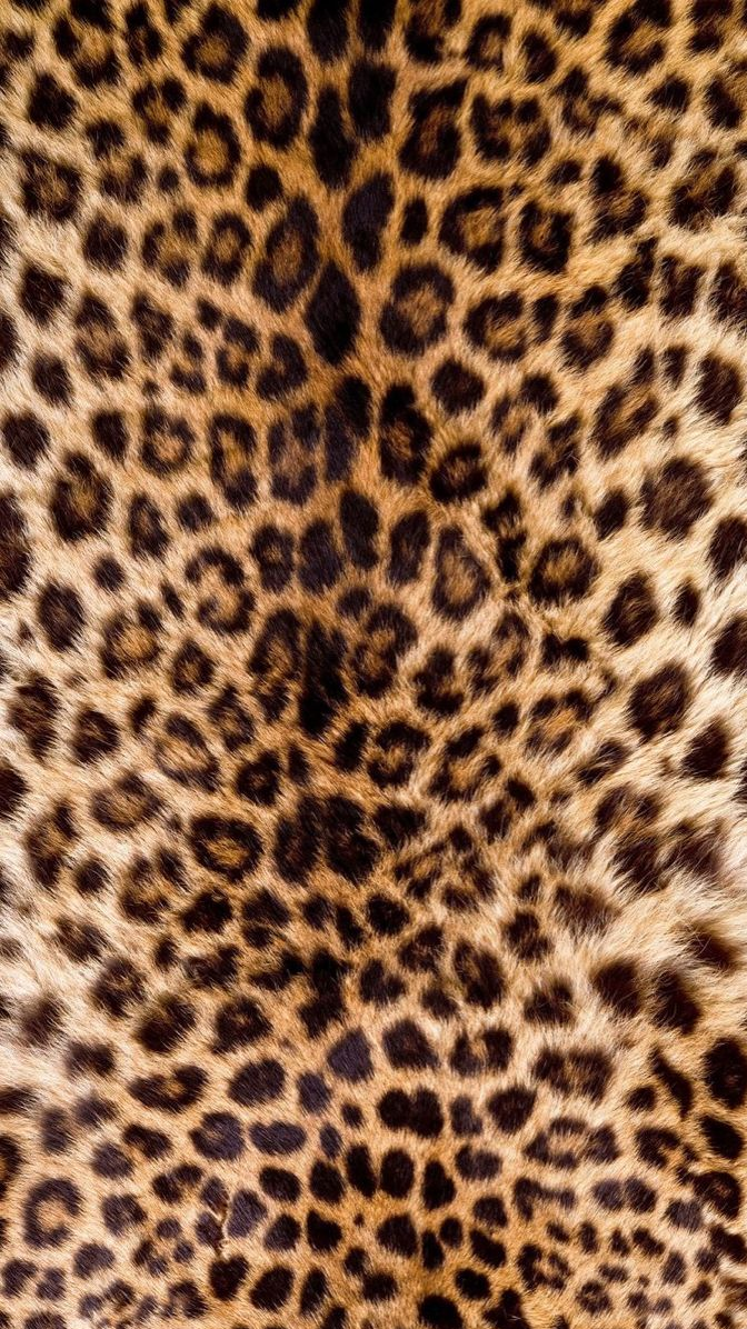 cheetah wallpaper iphone 0039