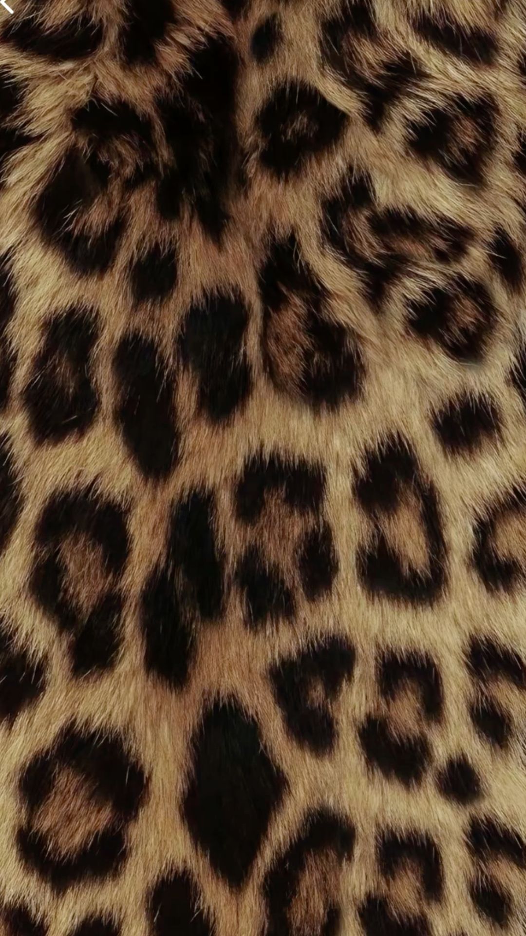 cheetah wallpaper iphone 0041