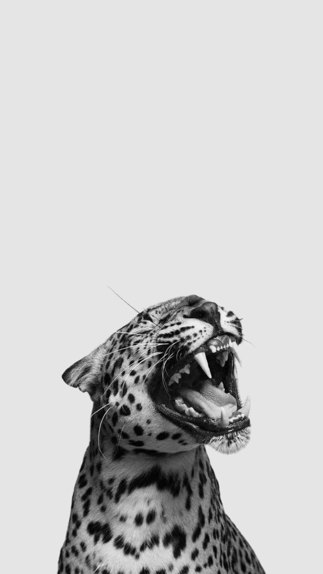 cheetah wallpaper iphone 0046