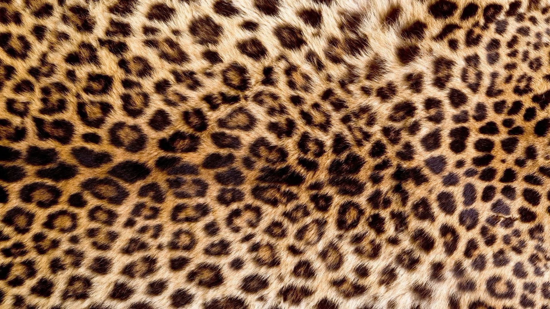 cheetah wallpaper iphone 0051