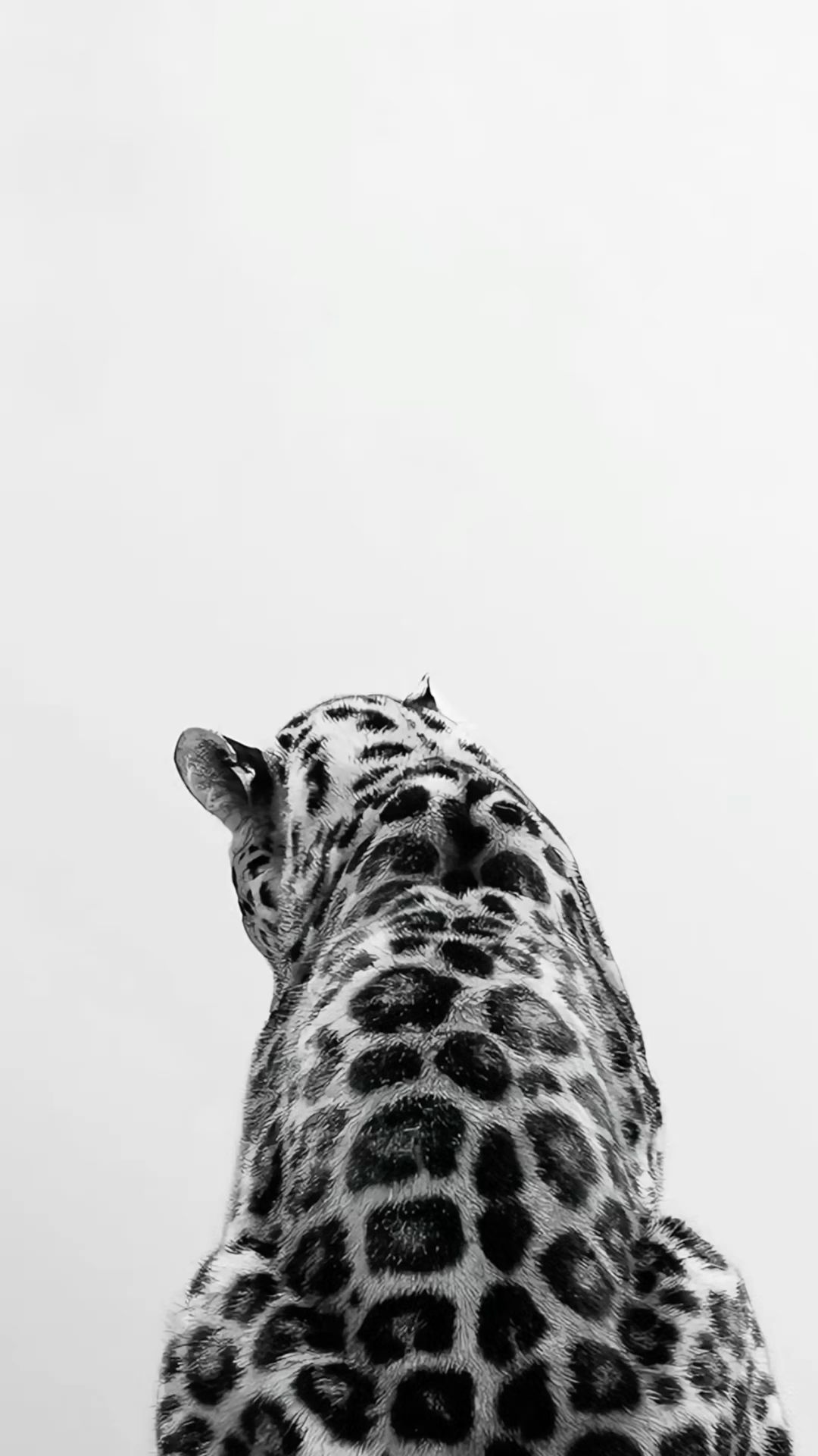 cheetah wallpaper iphone 0058