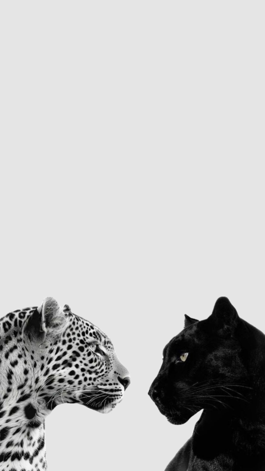 cheetah wallpaper iphone 0062