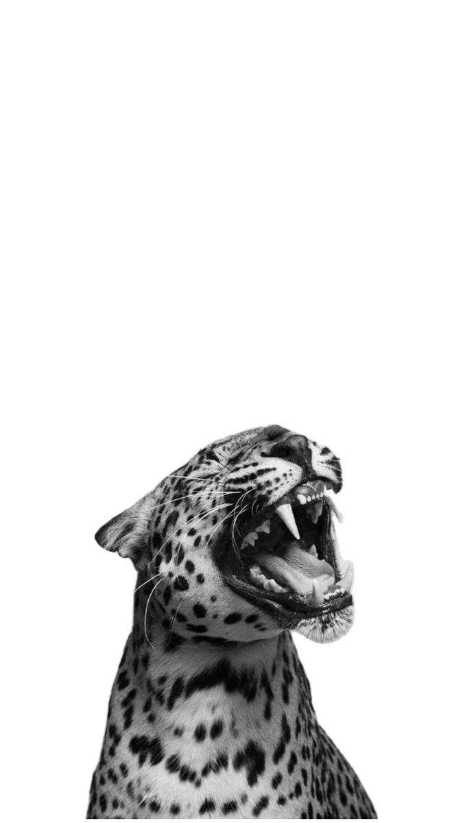 cheetah wallpaper iphone 0064