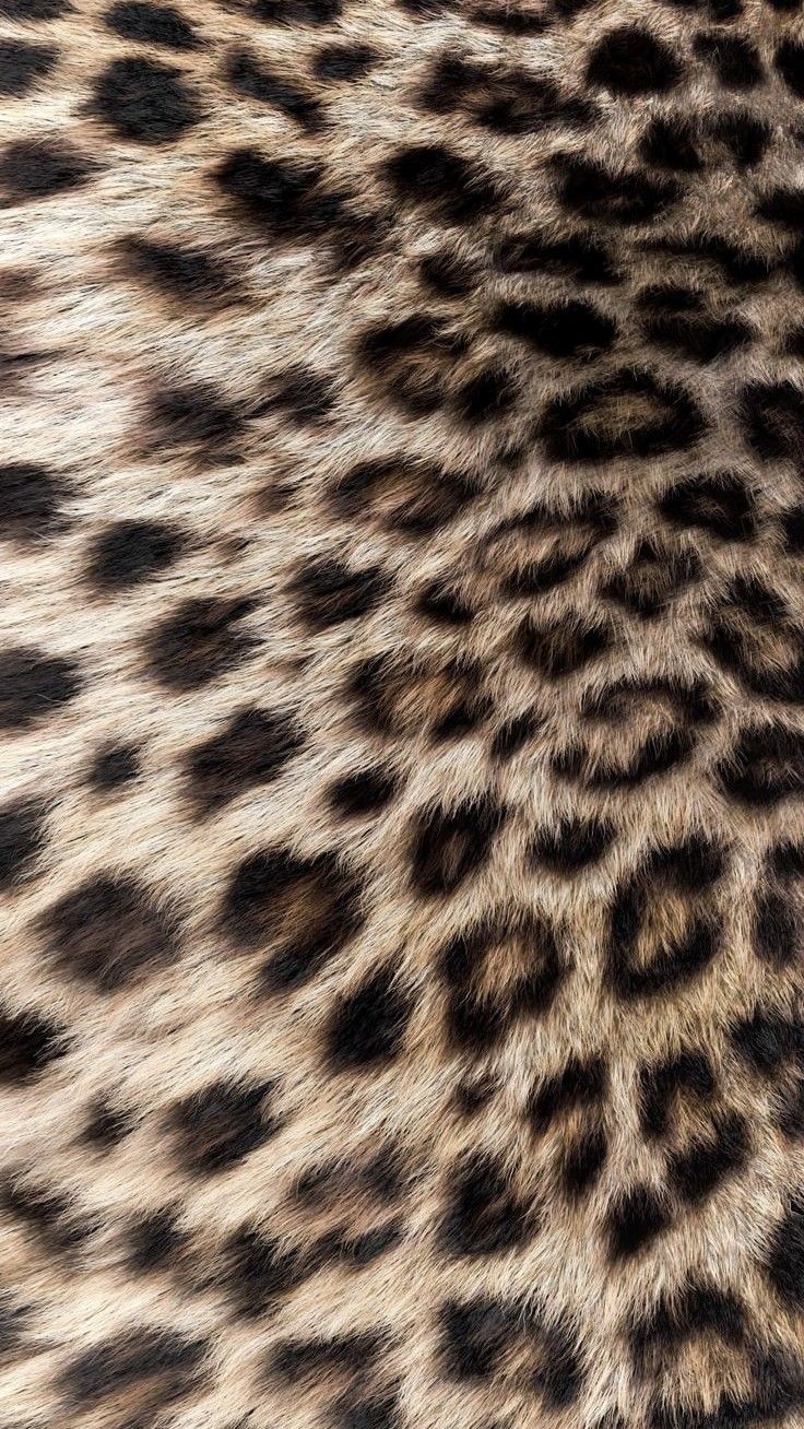 cheetah wallpaper iphone 0068