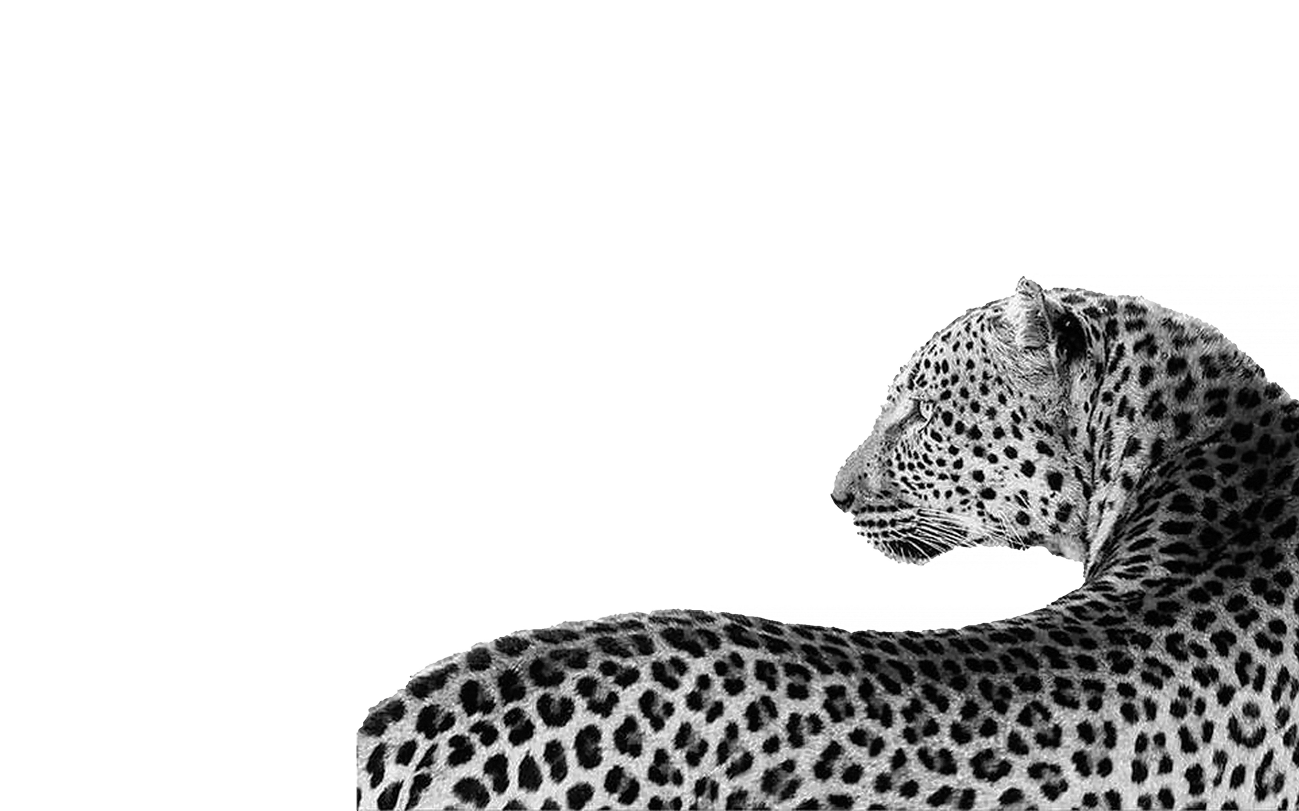 cheetah wallpaper iphone 0075