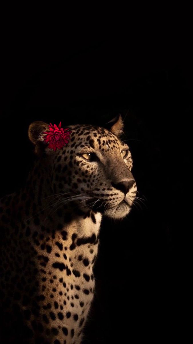 cheetah wallpaper iphone 0076