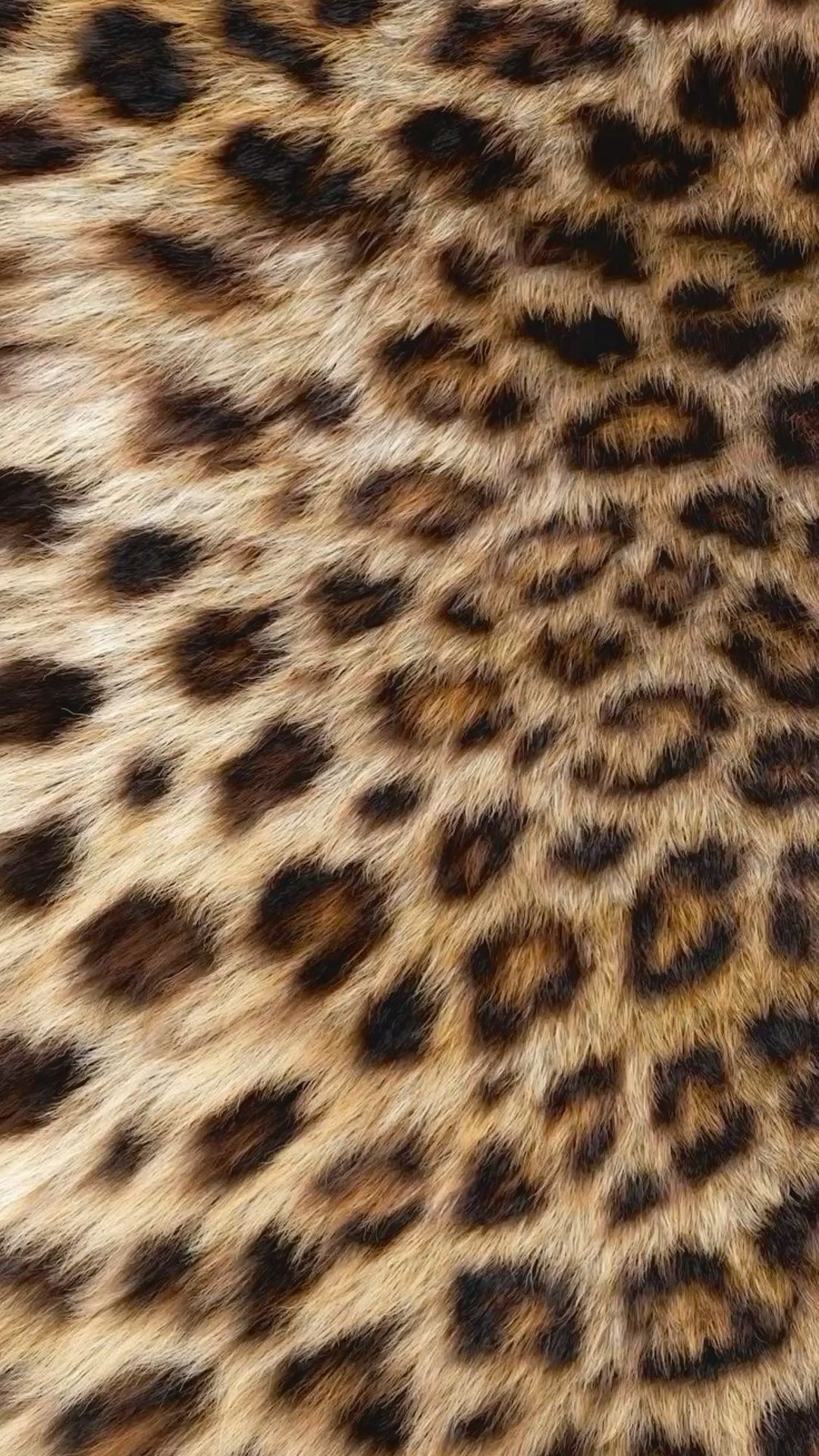 cheetah wallpaper iphone 0079