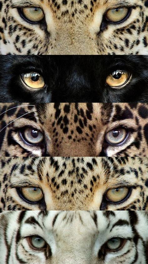 cheetah wallpaper iphone 0083