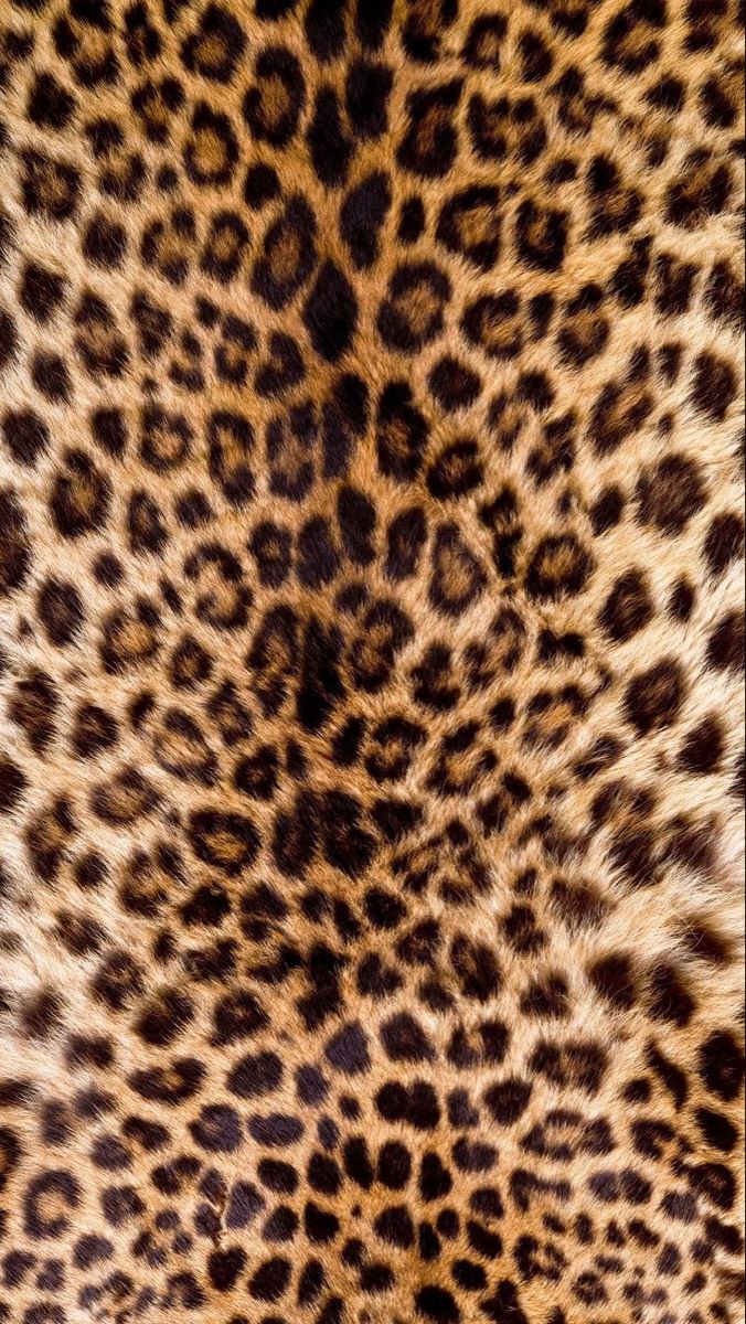 cheetah wallpaper iphone 0093