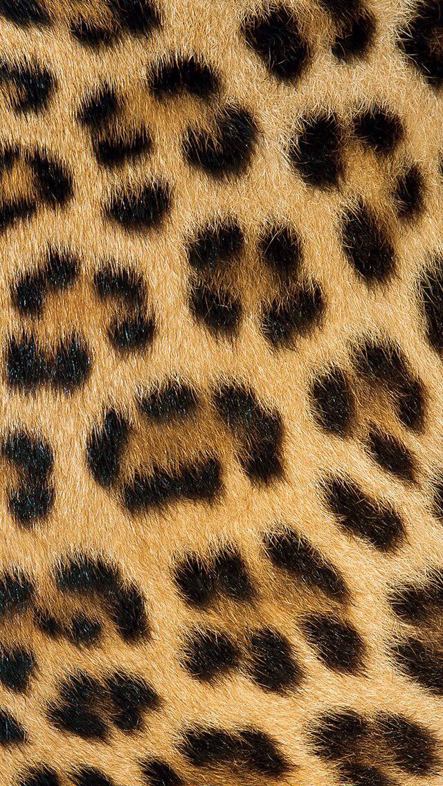 cheetah wallpaper iphone 0097