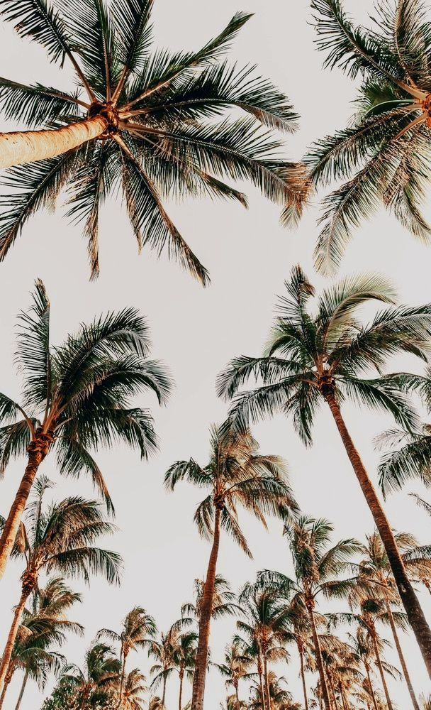 colorful palm tree iphone wallpaper inspirations