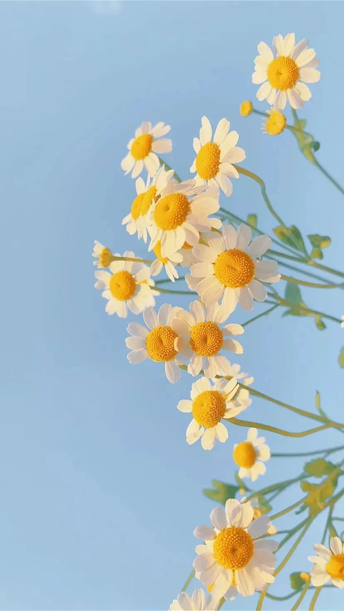 cute spring iphone wallpaper 0039