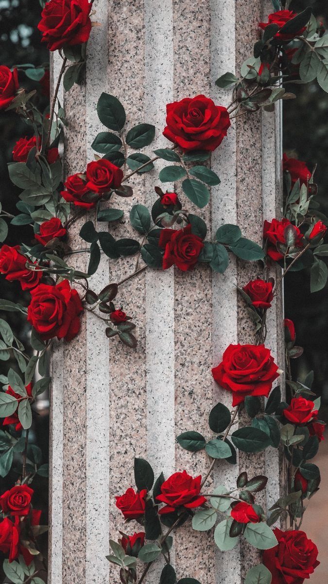 dark iphone rose wallpaper 0029