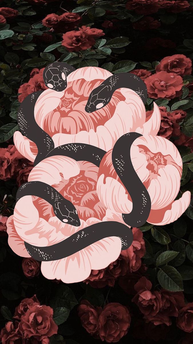 dark iphone rose wallpaper 0041