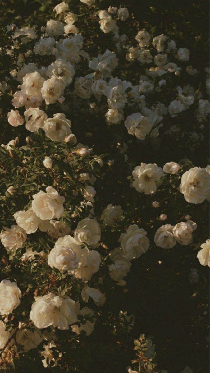 dark iphone rose wallpaper 0058