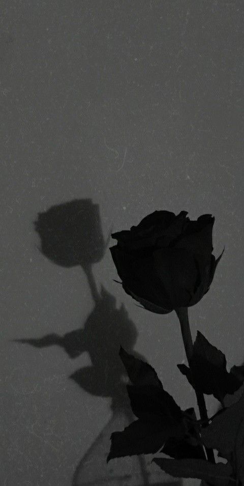 dark iphone rose wallpaper 0070