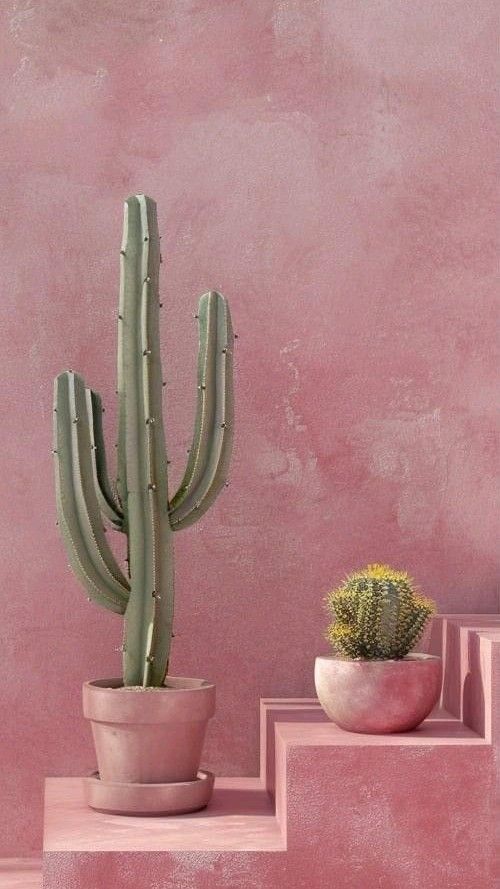 desert cactus wallpaper iphone themes