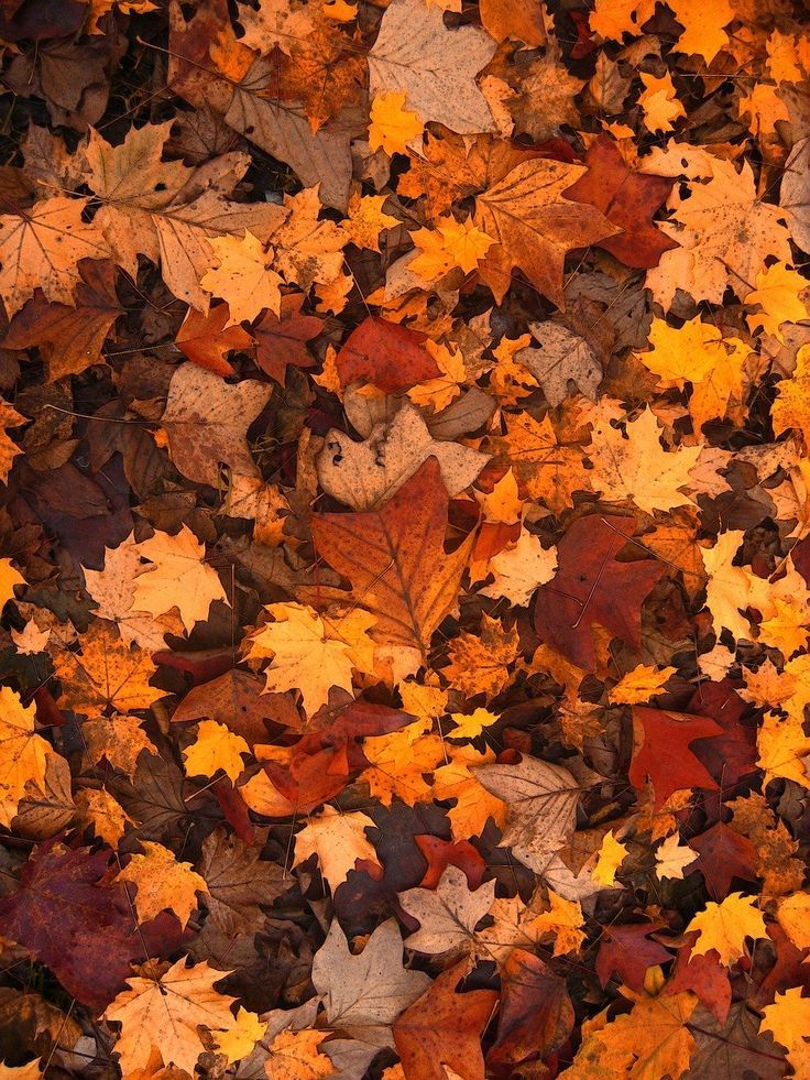 fall wallpaper iphone 0075