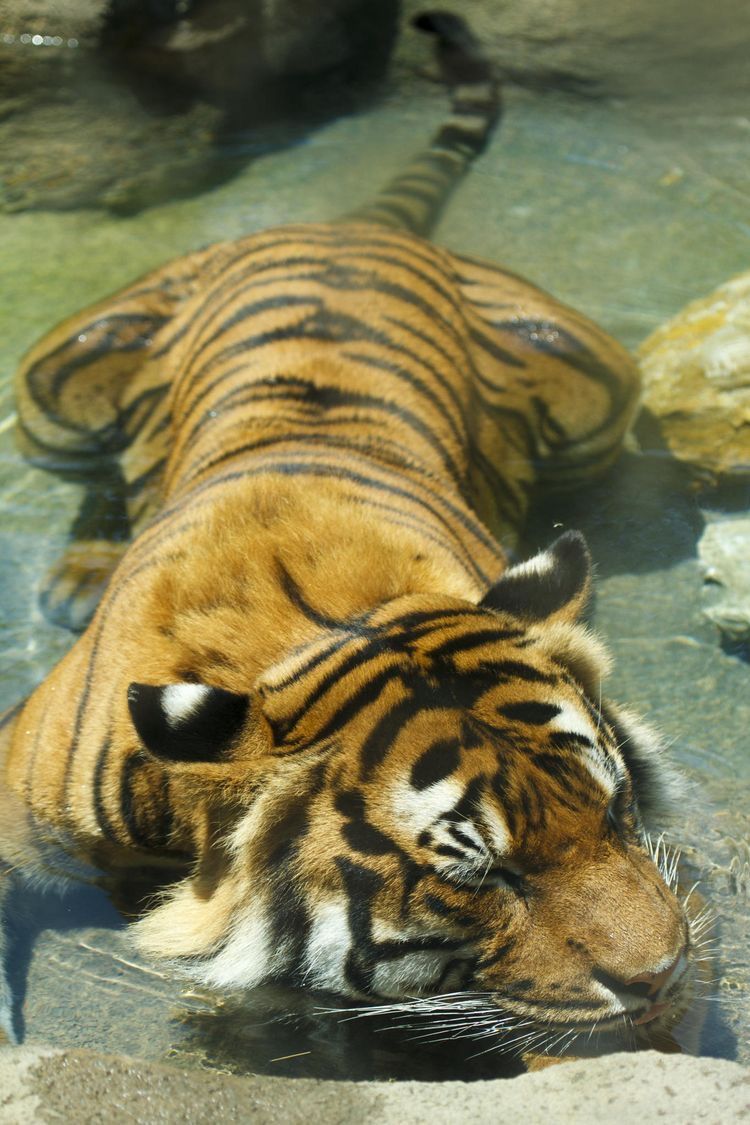 free tiger wallpaper iphone