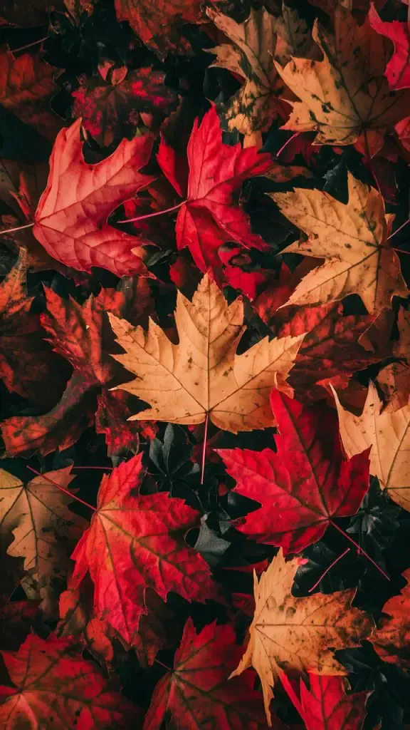 girly fall wallpaper iphone 0079