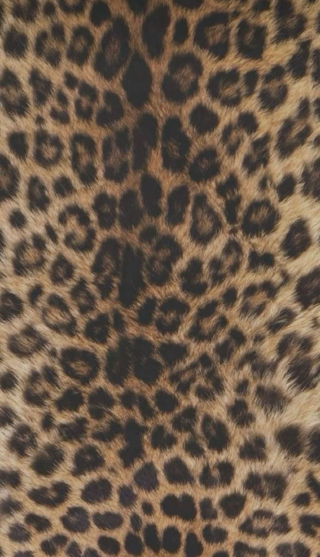 gorgeous cheetah backdrop iphone