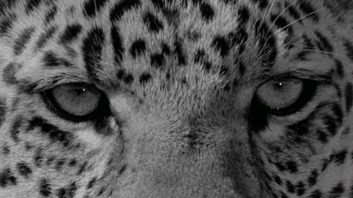 high-quality cheetah wallpapers iphone