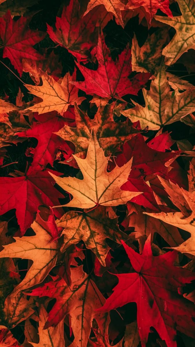 iphone fall wallpaper for nature lovers