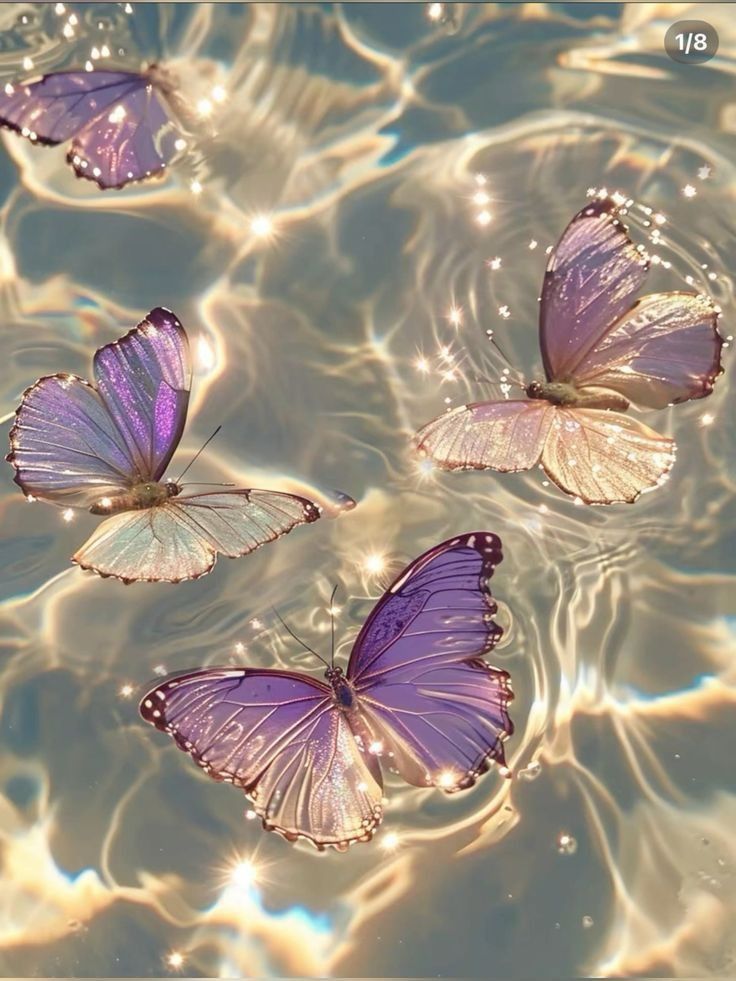 iphone purple butterfly wallpaper downloads