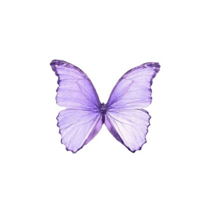 iphone purple butterfly wallpaper 0059