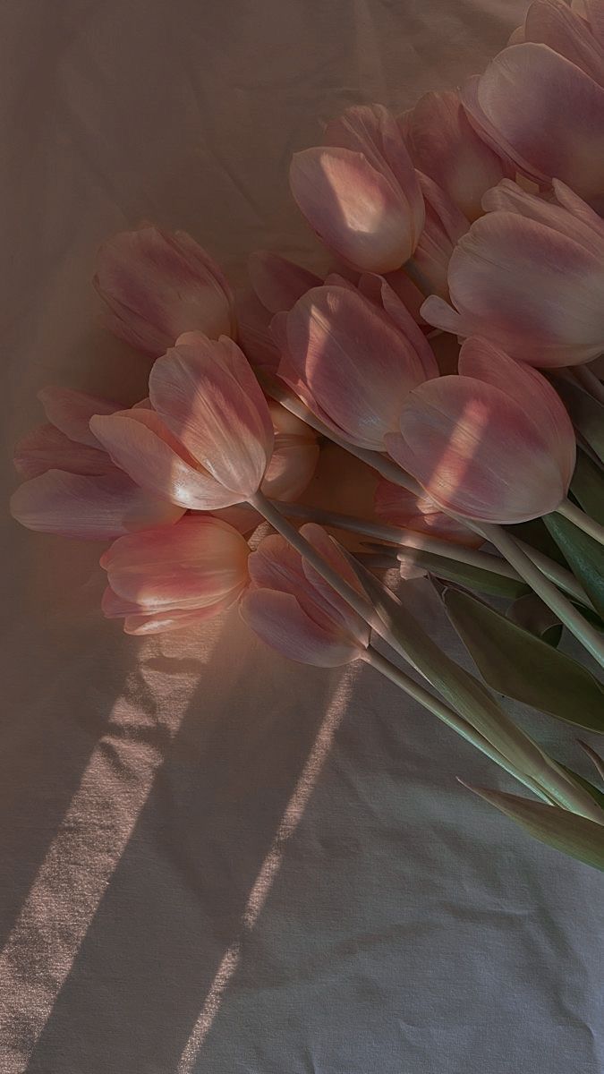 iphone rose wallpaper for spring