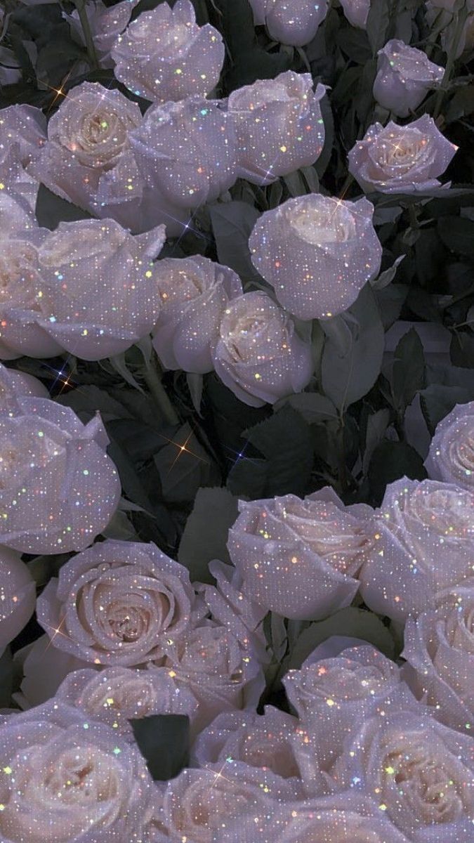 iphone rose wallpaper 0036