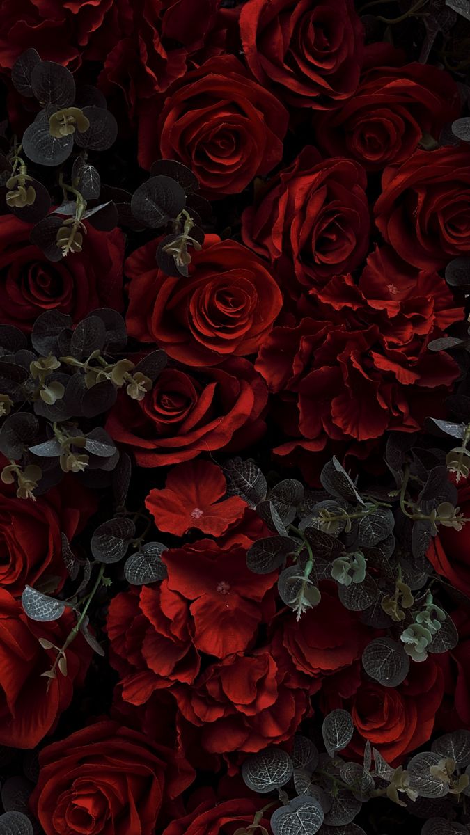 iphone rose wallpaper 0083